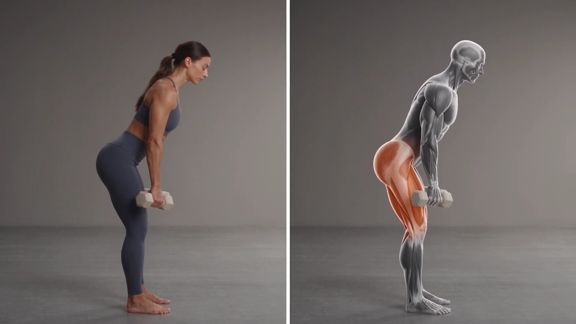 Dumbbell Romanian deadlift exercise beside its anatomical illustration
